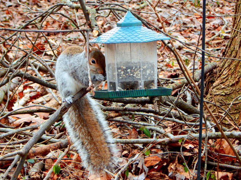 How To Keep Squirrels Out Of Bird Feeder Bird Feeder Nook