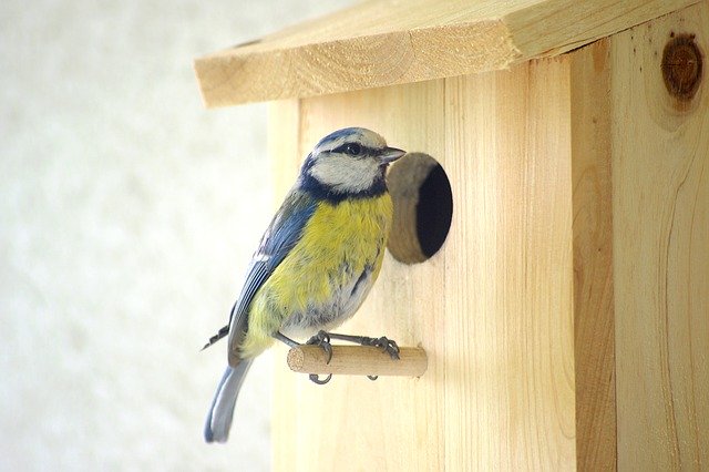 Bird Boxes With Cameras A Backyard Nesting Snapshot Bird Watching